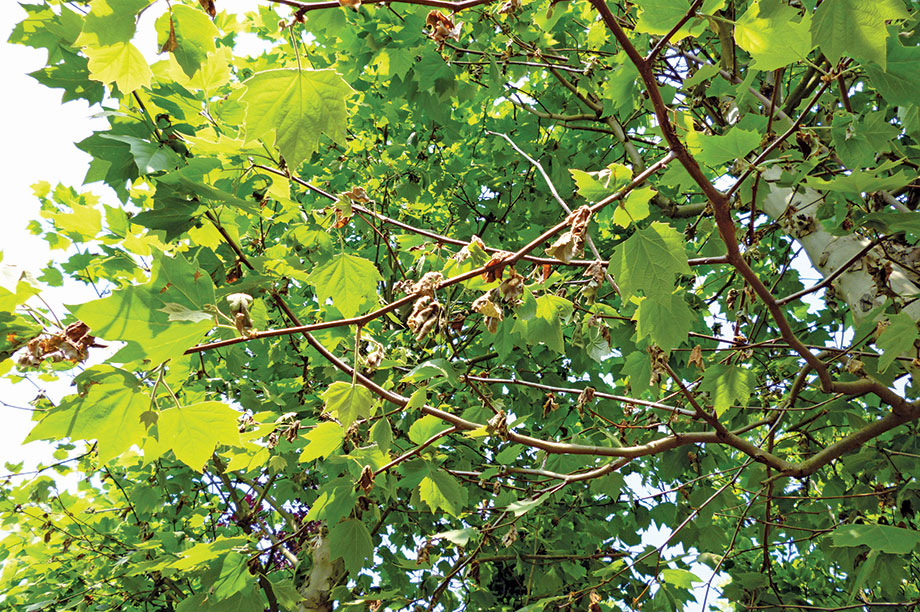 Platanus with plane anthracnose symptoms